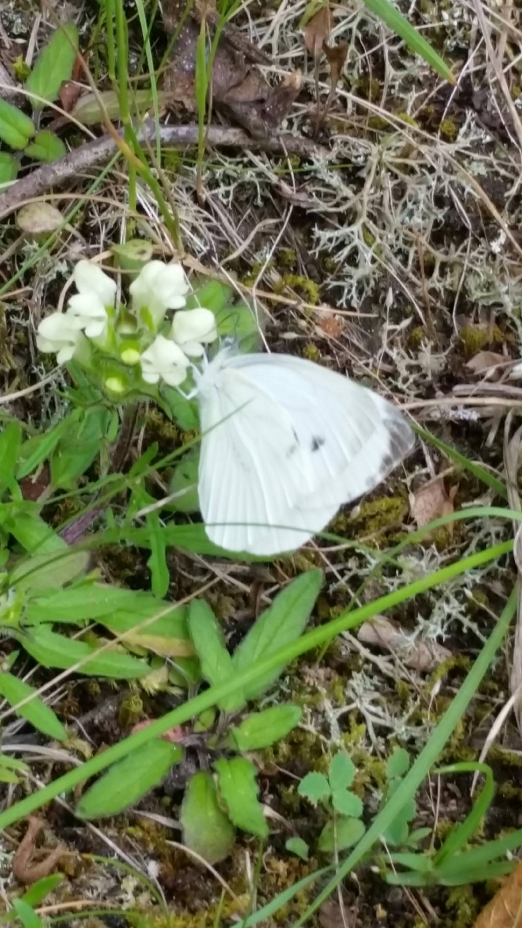 Che farfalla 3? Pieris napi - Pieridae